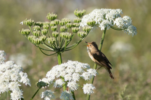 Rousserolle verderolle © Pascal Saulay - Parc national des Ecrins