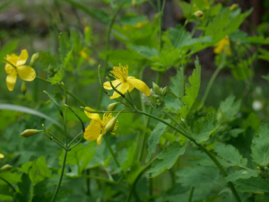 Grande chélidoine - Chelidonium majus © Marie-Geneviève Nicolas - Parc national des Ecrins