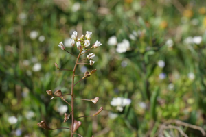 Capselle bourse-à-pasteur -  Capsella bursa-pastoris © Marie-Geneviève Nicolas - Parc national des Ecrins