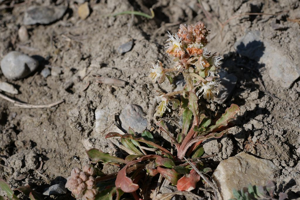 Réséda raiponce - Reseda phyteuma © Marie-Geneviève Nicolas - Parc national des Ecrins