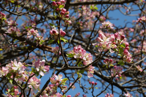 Pommier cultivé - Malus domestica © Marie-Geneviève Nicolas - Parc national des Ecrins
