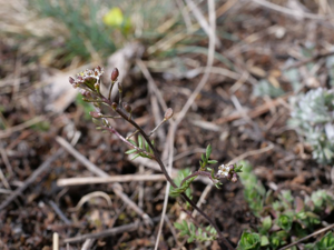 Caméline à petits fruits - Camelina microcarpa © Marie-Geneviève Nicolas - Parc national des Ecrins