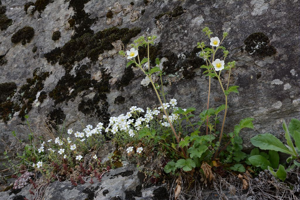 Potentille des rochers - Drymocallis rupestris © Bernard Nicollet - Parc national des Ecrins