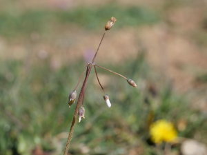 Holostée en ombelle - Holosteum umbellatum © Marie-Geneviève Nicolas - Parc national des Ecrins