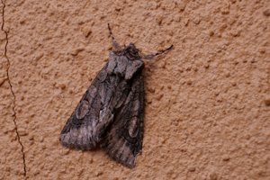 Aubépinière (L')  - Allophyes oxyacanthae © Marie-Geneviève Nicolas - Parc national des Ecrins