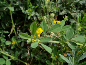 Luzerne naine - Medicago minima © Marie-Geneviève Nicolas - Parc national des Ecrins