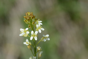 Arabette glabre - Turritis glabra © Bernard Nicollet - Parc national des Ecrins