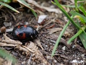 Hister à quatre taches - Hister quadrimaculatus © Marie-Geneviève Nicolas - Parc national des Ecrins