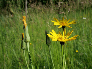 Salsifis d'Orient - Tragopogon pratensis subsp. orientalis © Marie-Geneviève Nicolas - Parc national des Ecrins