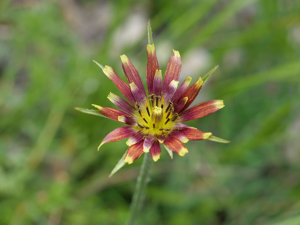 Salsifis à feuilles de crocus - Tragopogon crocifolius © Marie-Geneviève Nicolas - Parc national des Ecrins
