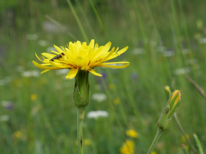 Scorzonère d'Espagne - Scorzonera hispanica © Marie-Geneviève Nicolas - Parc national des Ecrins