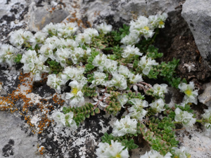 Paronyque à feuilles de Serpolet-  Paronychia kapela subsp. serpyllifolia © Marie-Geneviève Nicolas - Parc national des Ecrins