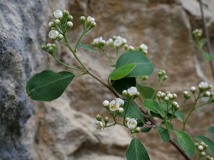 Cotonéaster du Dauphiné - Cotoneaster delphinensis © Marie-Geneviève Nicolas - Parc national des Ecrins