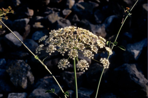 Laser siler, Sermontain © Parc national des Ecrins