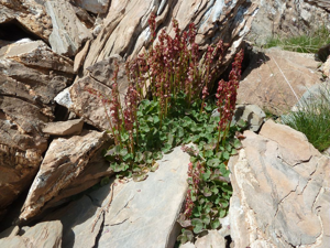 Oxyria à deux styles, Oxyrie à deux stigmates © Marie-Geneviève Nicolas - Parc national des Ecrins
