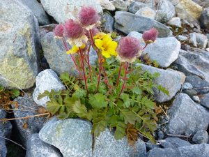 Benoîte rampante en fleurs et en fruits sur le même plant © Cyril Coursier - Parc national des Ecrins