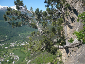 Genévrier thurifère, Genévrier d'Espagne © Marie-Geneviève Nicolas - Parc national des Ecrins