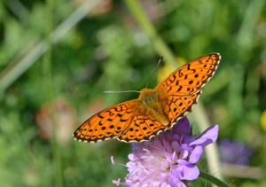 Nacré de la Sanguisorbe (Le), Nacré des marais (Le), Nacré de la Reine-des-prés (Le), Ino (L'), Nacré mauve (Le), Grande Violette (La) © Jean Raillot - GRENHA - CC BY NC ND