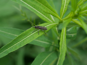 Saperda populnea © Marie-Geneviève Nicolas - Parc national des Ecrins