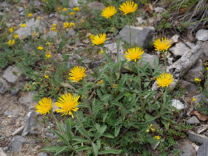 Inule des montagnes - Inula montana © Marie-Geneviève Nicolas - Parc national des Ecrins
