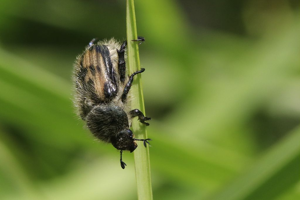 Anisoplia villosa © Marc Corail - Parc national des Ecrins