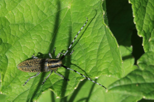 Agapanthia villosoviridescens © Marc Corail - Parc national des Ecrins