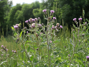 Cirse des champs - Cirsium arvense © Marie-Geneviève Nicolas - Parc national des Ecrins