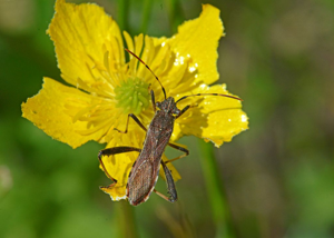 Alydide des genêts - Camptopus lateralis © Jean Raillot - GRENHA