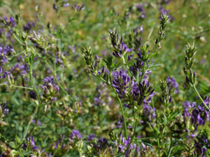 Luzerne cultivée - Medicago sativa © Marie-Geneviève Nicolas - Parc national des Ecrins