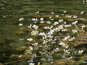 Renoncule à feuilles capillaires - Ranunculus trichophyllus © Marie-Geneviève Nicolas - Parc national des Ecrins