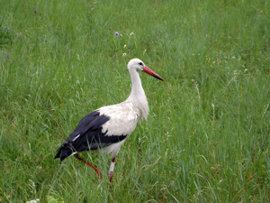 Cigogne blanche - Ciconia ciconia © Sylvie Durix - Parc national des Ecrins