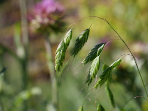 Brome raboteux -  Bromus squarrosus © Marie-Geneviève Nicolas - Parc national des Ecrins