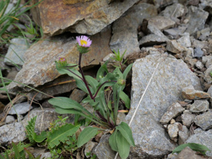 Vergerette de Gaudin - Erigeron schleicheri © Marie-Geneviève Nicolas - Parc national des Ecrins