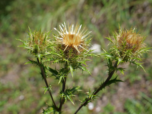 Carline commune - Carlina vulgaris © Marie-Geneviève Nicolas - Parc national des Ecrins