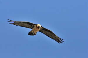 Gypaète barbu © Mireille Coulon - Parc national des Ecrins