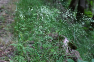 Pâturin des bois - Poa nemoralis © Dominique Vincent - Parc national des Ecrins