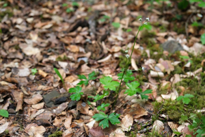 Sanicle d'Europe - Sanicula europaea © Dominique Vincent - Parc national des Ecrins