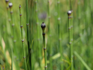 Prêle panachée - Equisetum variegatum © Marie-Geneviève Nicolas - Parc national des Ecrins