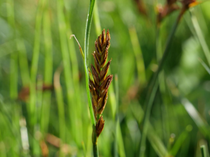 Scirpe comprimé - Blysmus compressus © Marie-Geneviève Nicolas - Parc national des Ecrins