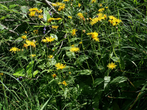Crépide des marais - Crepis paludosa © Marie-Geneviève Nicolas - Parc national des Ecrins