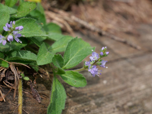 Véronique officinale - Veronica officinalis © Marie-Geneviève Nicolas - Parc national des Ecrins