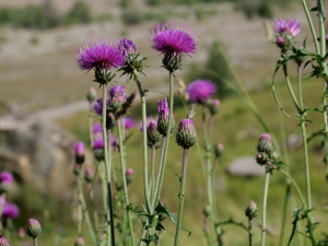 Chardon à pédoncules nus - Carduus defloratus © Marie-Geneviève Nicolas - Parc national des Ecrins