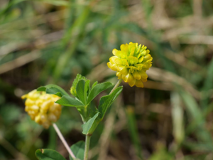 Trèfle doré - Trifolium aureum © Marie-Geneviève Nicolas - Parc national des Ecrins