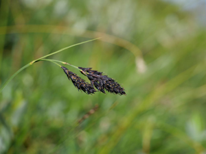 Laîche noirâtre - Carex atrata © Marie-Geneviève Nicolas - Parc national des Ecrins
