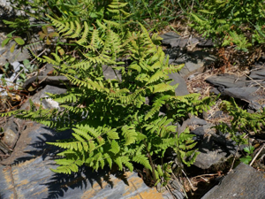 Polypode du calcaire - Gymnocarpium robertianum © Marie-Geneviève Nicolas - Parc national des Ecrins