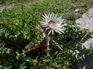 Carline caulescente - Carlina acaulis subsp. caulescens © Marie-Geneviève Nicolas - Parc national des Ecrins