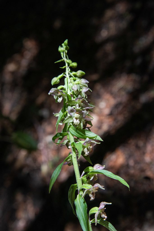 Épipactis à larges feuilles - Epipactis helleborine © Dominique Vincent - Parc national des Ecrins