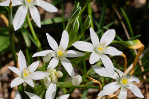 Ornithogale en ombelle - Ornithogalum umbellatum © Emmanuel Icardo - Parc national des Ecrins