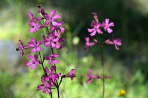 Silene visqueux - Viscaria vulgaris © Dominique Vincent - Parc national des Ecrins