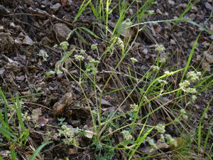 Trinia glauca © Marie-Geneviève Nicolas - Parc national des Ecrins